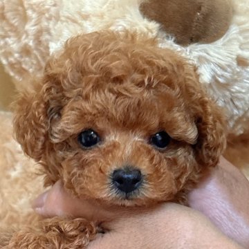 トイプードル(タイニー)【静岡県・男の子・2025年8月10日・レッド】の写真「めちゃめちゃかわいい男の子🌟」