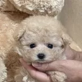 タイニープードル