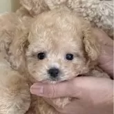 タイニープードル