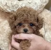 タイニープードル