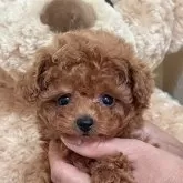 タイニープードル