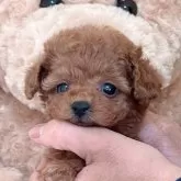 タイニープードル【静岡県・女の子・2024年11月15日・レッド】の写真5