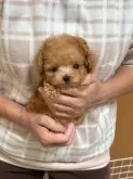 ティーカッププードル【静岡県・男の子・2025年9月13日・アプリコット】の写真5
