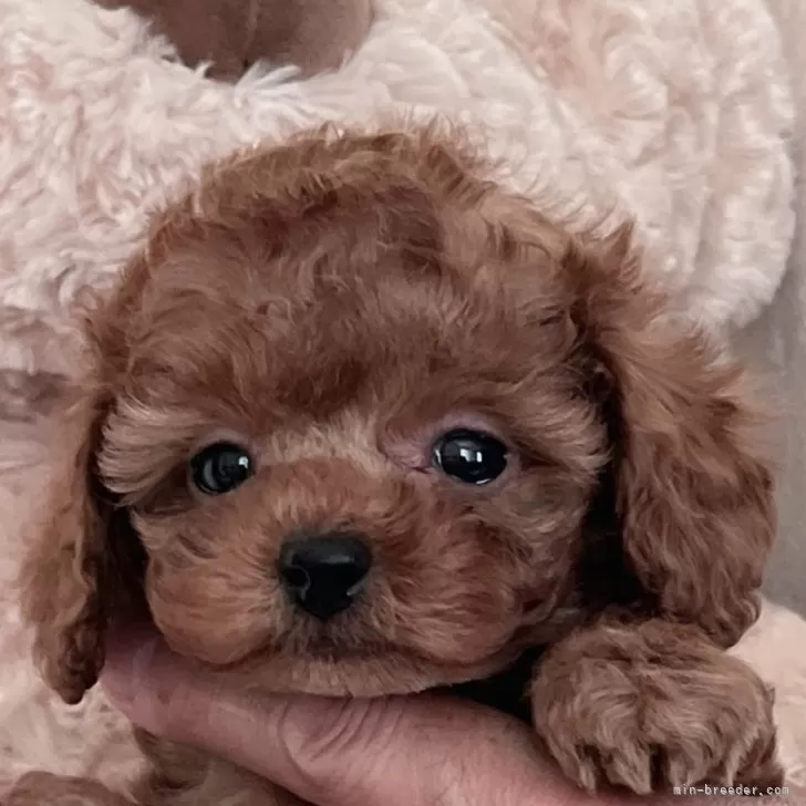 ID：2402-05274の子犬