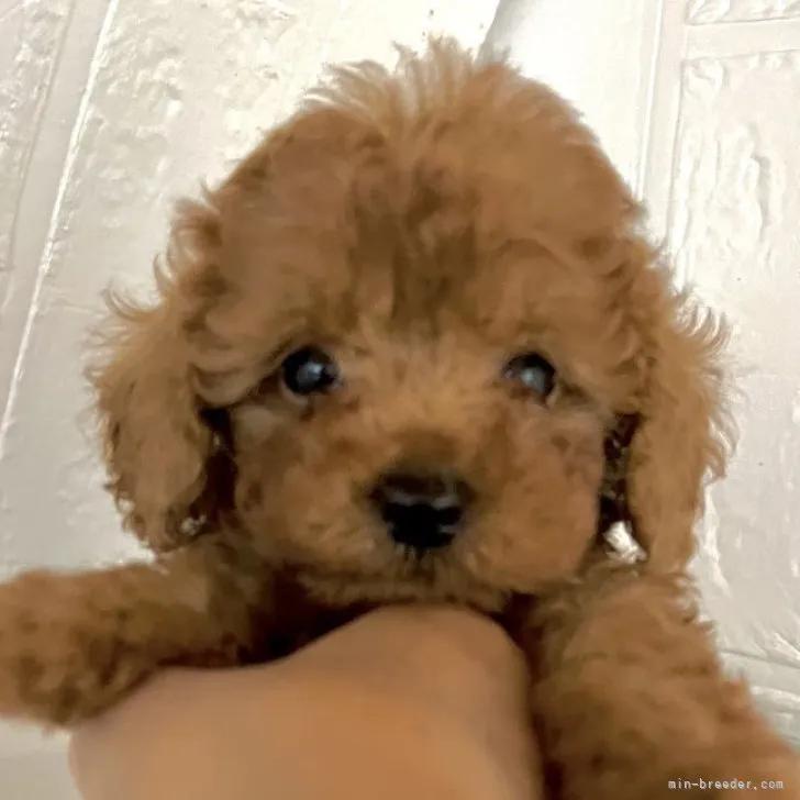 ID：2304-05773の子犬