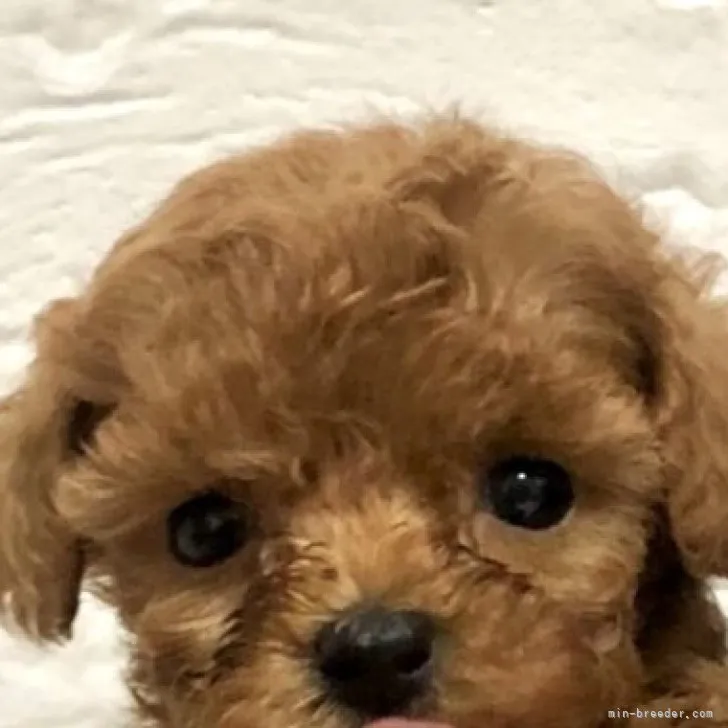 ID:2302-01193の子犬