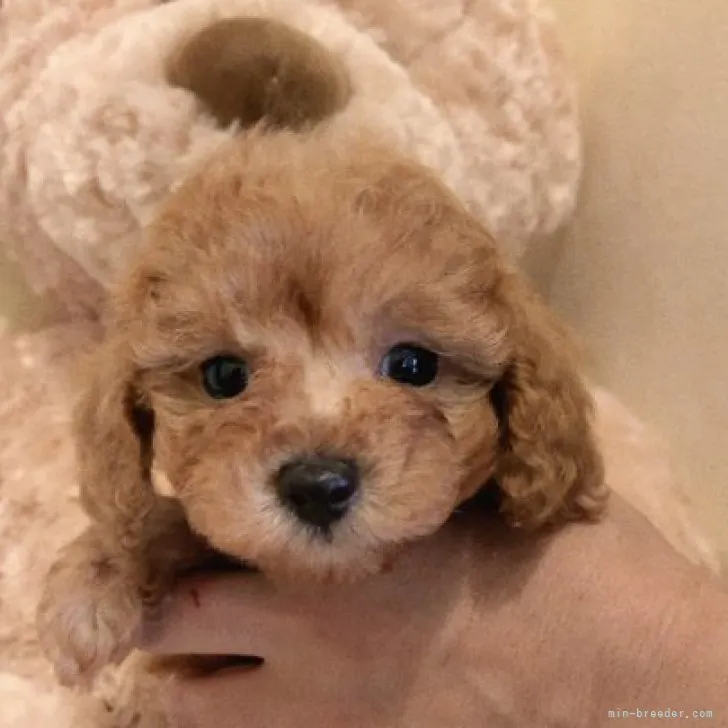 ID：2304-05779の子犬