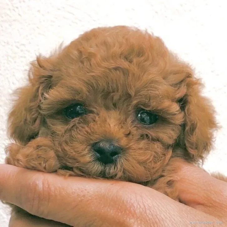 ID：2304-02940の子犬