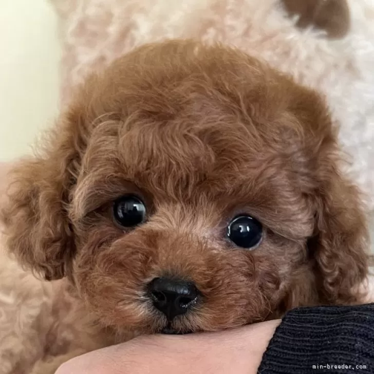 ID：2401-02620の子犬