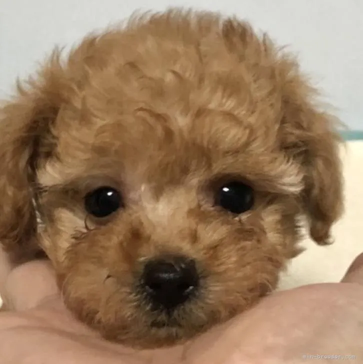 ID：2208-01187の子犬