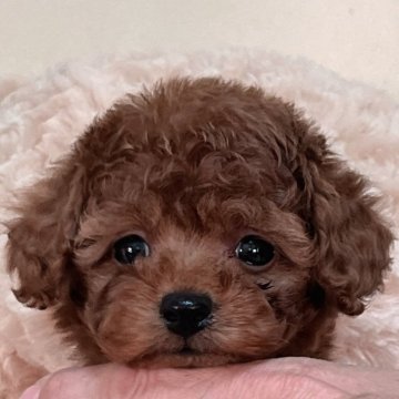 トイプードル(トイ)【静岡県・女の子・2024年1月13日・レッド】の写真「綺麗なレッドの元気でかわいい女の子♡」