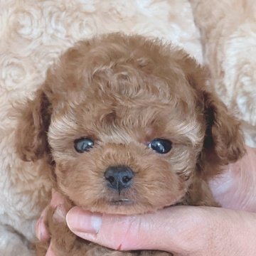 トイプードル(タイニー)【静岡県・男の子・2024年4月1日・レッド】の写真「小さめタイニー予想のイケメン君」