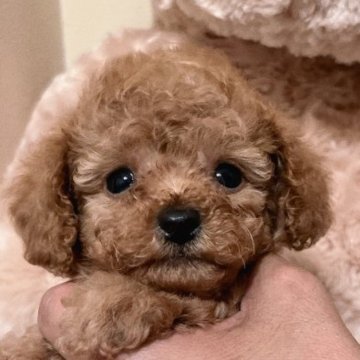 トイプードル(タイニー)【静岡県・男の子・2023年4月20日・レッド】の写真「小さくてめちゃくちゃ可愛い⭐︎6/15迄の募集」
