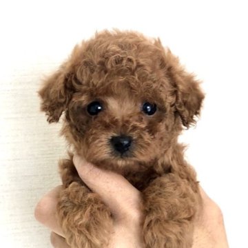 トイプードル(トイ)【静岡県・女の子・2022年11月22日・レッド】の写真「小さくてメチャクチャ可愛い子♡1/17までの募集」