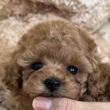 トイプードル(タイニー)【静岡県・女の子・2023年12月3日・レッド】の写真「小さめで可愛い女の子♡」
