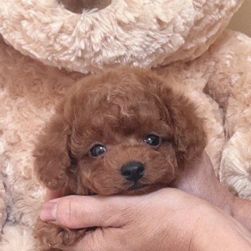 トイプードル(タイニー)【静岡県・男の子・2024年7月9日・レッド】の写真「人が大好きな甘えん坊君です⭐︎」