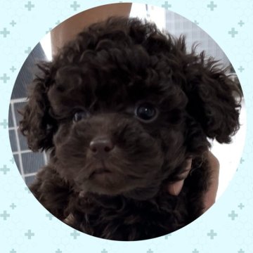トイプードル(タイニー)【静岡県・男の子・2024年4月19日・ブラウン】の写真「綺麗なブラウンの甘えん坊⭐︎6/17迄の募集」