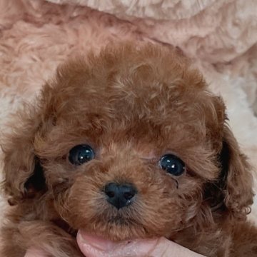 トイプードル(タイニー)【静岡県・女の子・2024年1月14日・レッド】の写真「綺麗なレッドのマイペースちゃん♡」