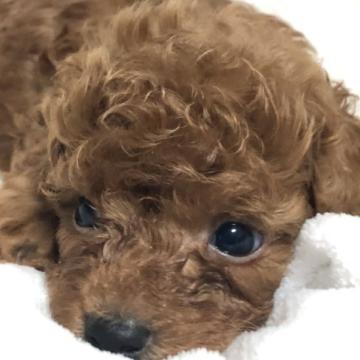 トイプードル(トイ)【静岡県・男の子・2022年6月7日・レッド】の写真「⭐︎食欲モリモリの男の子⭐︎『7月末までの募集』」