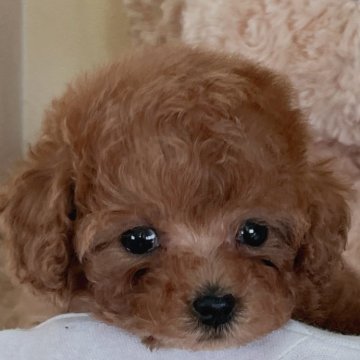 トイプードル(タイニー)【静岡県・女の子・2023年12月21日・レッド】の写真「♡♡かわいい女の子♡♡」