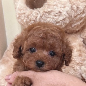 トイプードル(タイニー)【静岡県・男の子・2024年5月7日・レッド】の写真「元気で甘えん坊な男の子⭐︎」