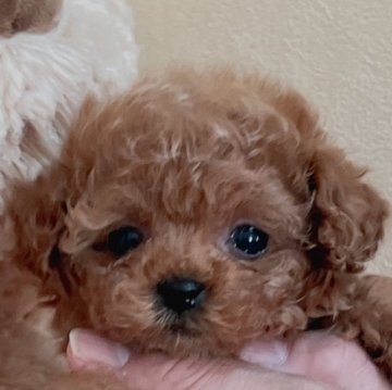 トイプードル(タイニー)【静岡県・女の子・2024年1月14日・オレンジフォーン】の写真「ちっちゃくてメチャメチャかわいい女の子です♡」