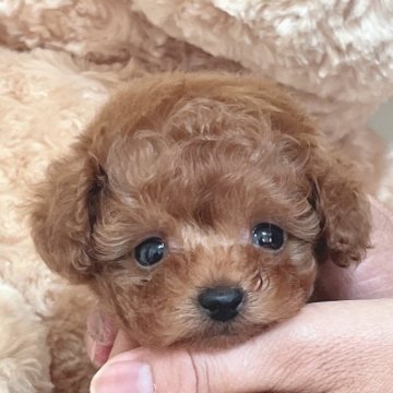 トイプードル(タイニー)【静岡県・男の子・2024年7月19日・レッド】の写真「人懐っこいちっちゃな男の子⭐︎」