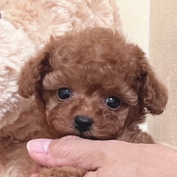 トイプードル(タイニー)【静岡県・女の子・2024年7月9日・レッド】の写真「小さめタイニー予想のかわいい女の子♡」