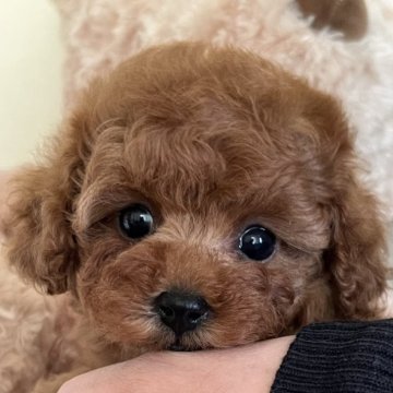 トイプードル(タイニー)【静岡県・女の子・2023年12月3日・レッド】の写真「濃いレッドのかわいい女の子♡」