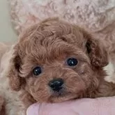 タイニープードル【静岡県・女の子・2023年12月21日・レッド】の写真1