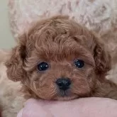 タイニープードル【静岡県・女の子・2023年12月21日・レッド】の写真4