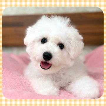 ビションフリーゼ【栃木県・男の子・2025年5月16日・ホワイト】の写真「穏やかで甘えんぼうな、ふわふわ小柄な男の子です！」