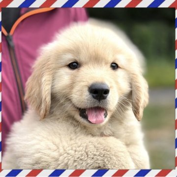ゴールデンレトリバー【栃木県・男の子・2025年8月12日・ゴールド】の写真「人懐こくおっとりしている男の子です。」