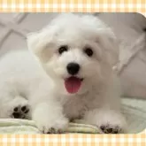 ビションフリーゼ