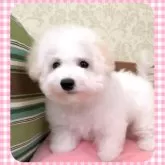 ビションフリーゼ