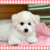 ビションフリーゼ