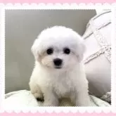 ビションフリーゼ