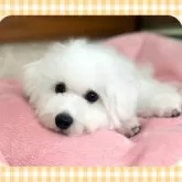 ビションフリーゼ