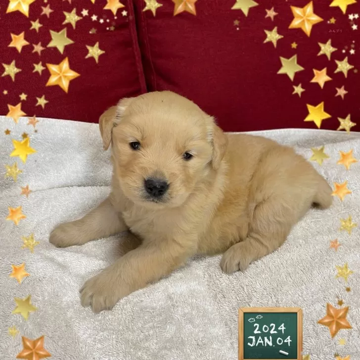 ID：2312-06951の子犬