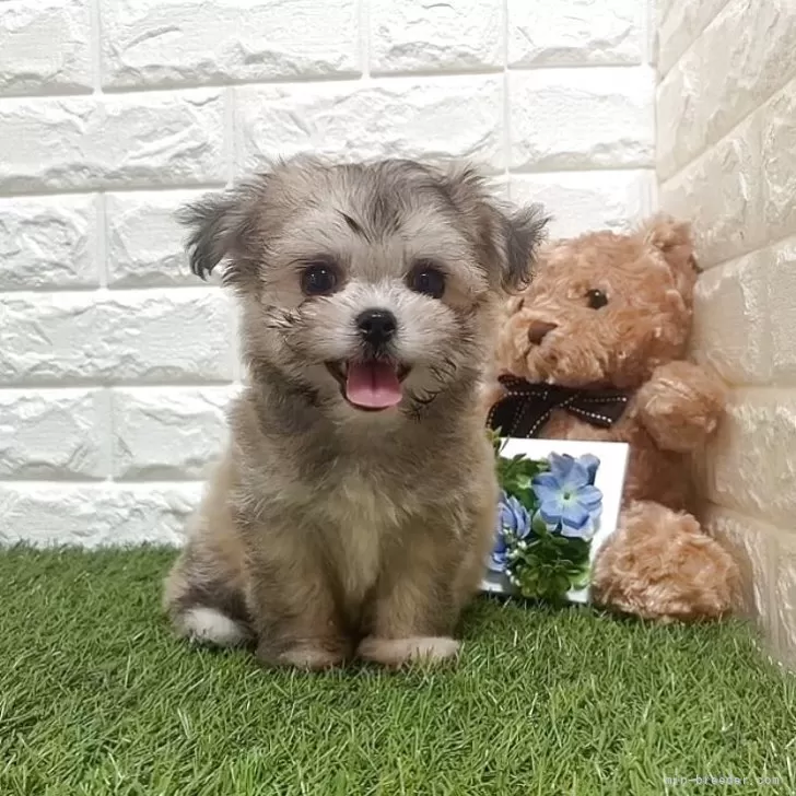 サリー 様のお迎えした子犬