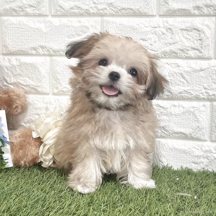 ID：2505-04534の子犬