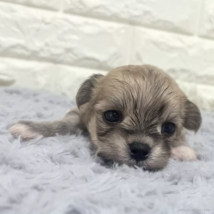 つむ 様のお迎えした子犬