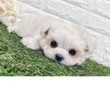 チワマル(マルチーズ×チワワ)【福岡県・女の子・2025年9月21日・クリーム】の写真「⭐️総額30万⭐️」