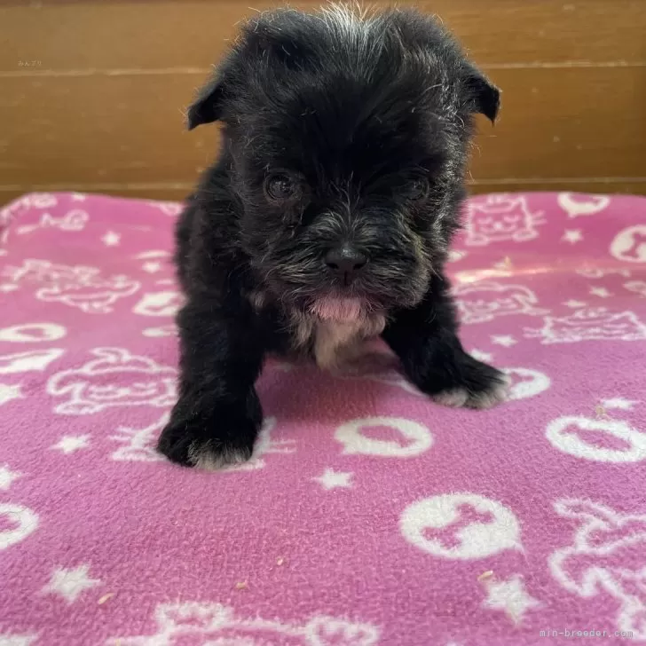 ID:2501-02635の子犬