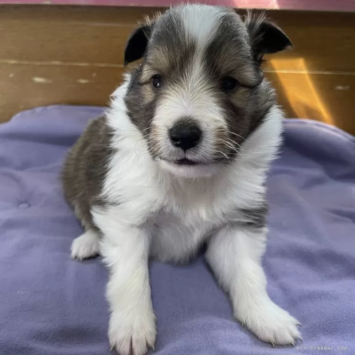 ID：2502-05917の子犬