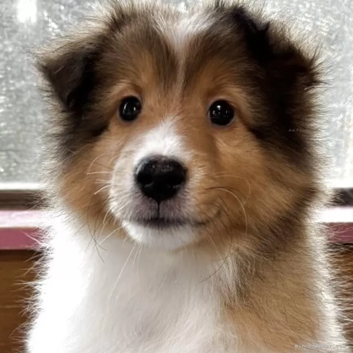 Y.N 様のお迎えした子犬