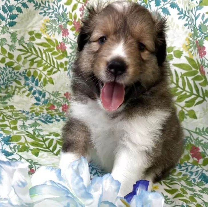 ID：2507-06033の子犬