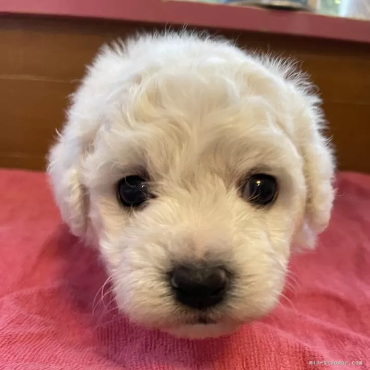 ID:2405-06628の子犬