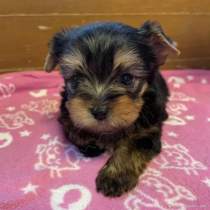 ID：2410-00938の子犬