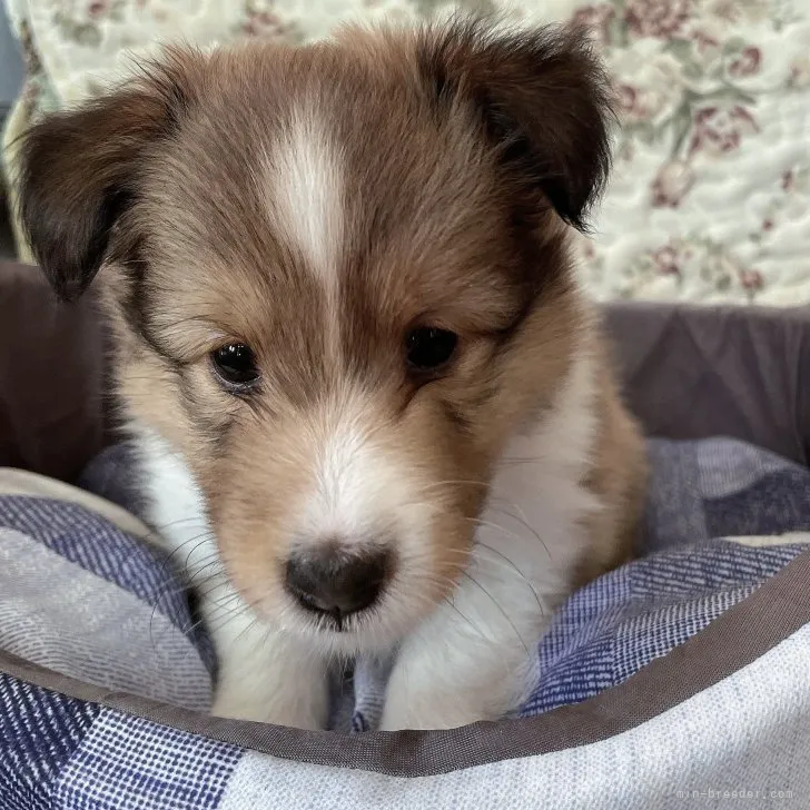 ID:2307-06612の子犬